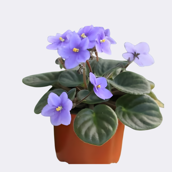 African violet