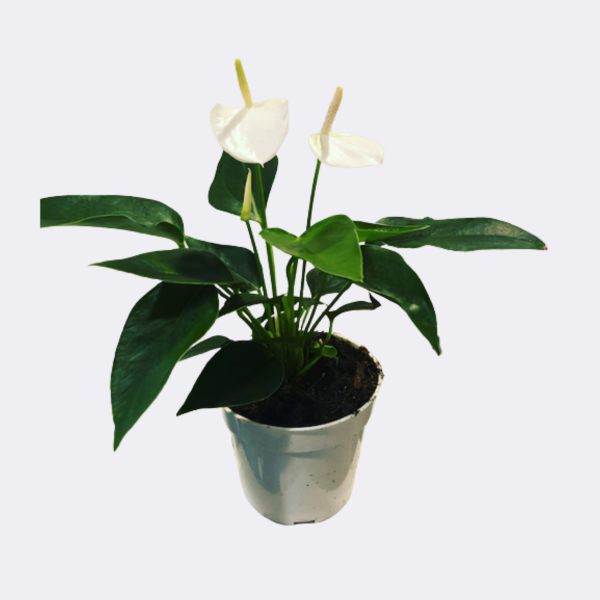Anthurium White Plant