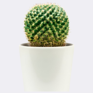 ball cactus img