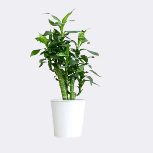 Lucky Bamboo