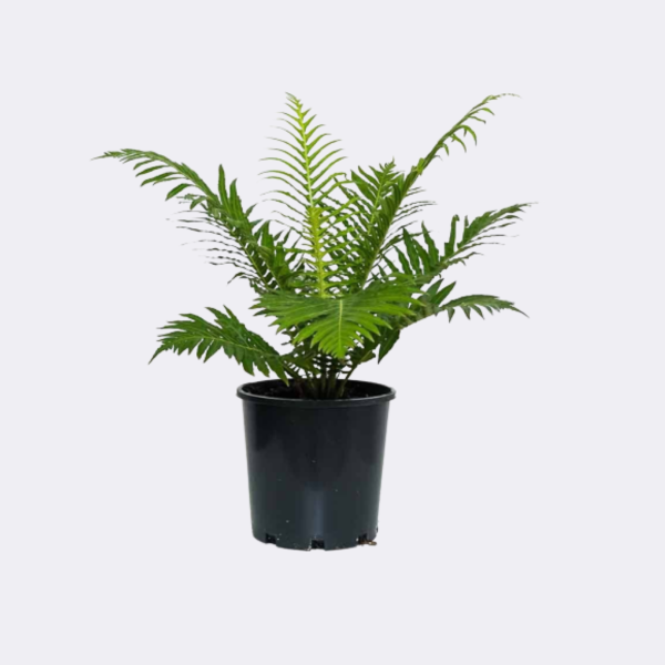 Brazilian Tree fern