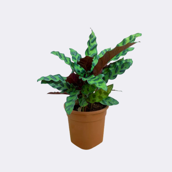 Snake plant